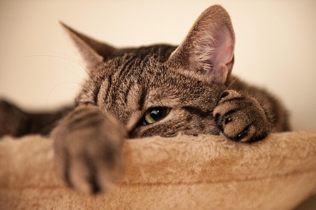 chat gris