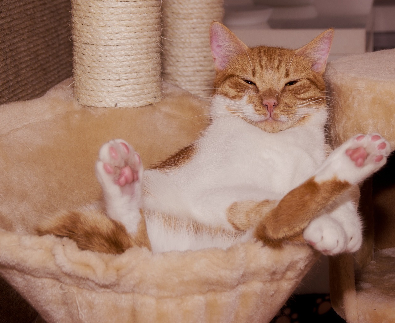 chat roux