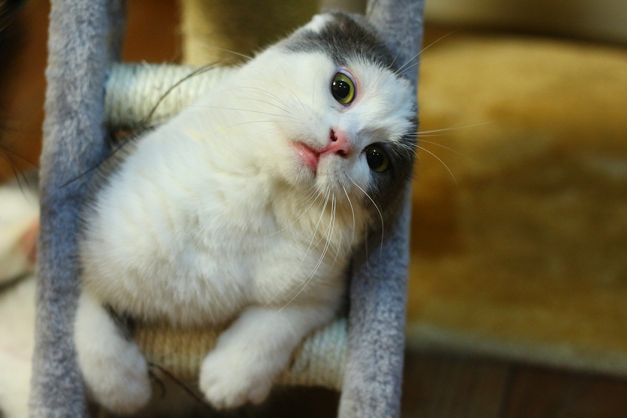 chat gris