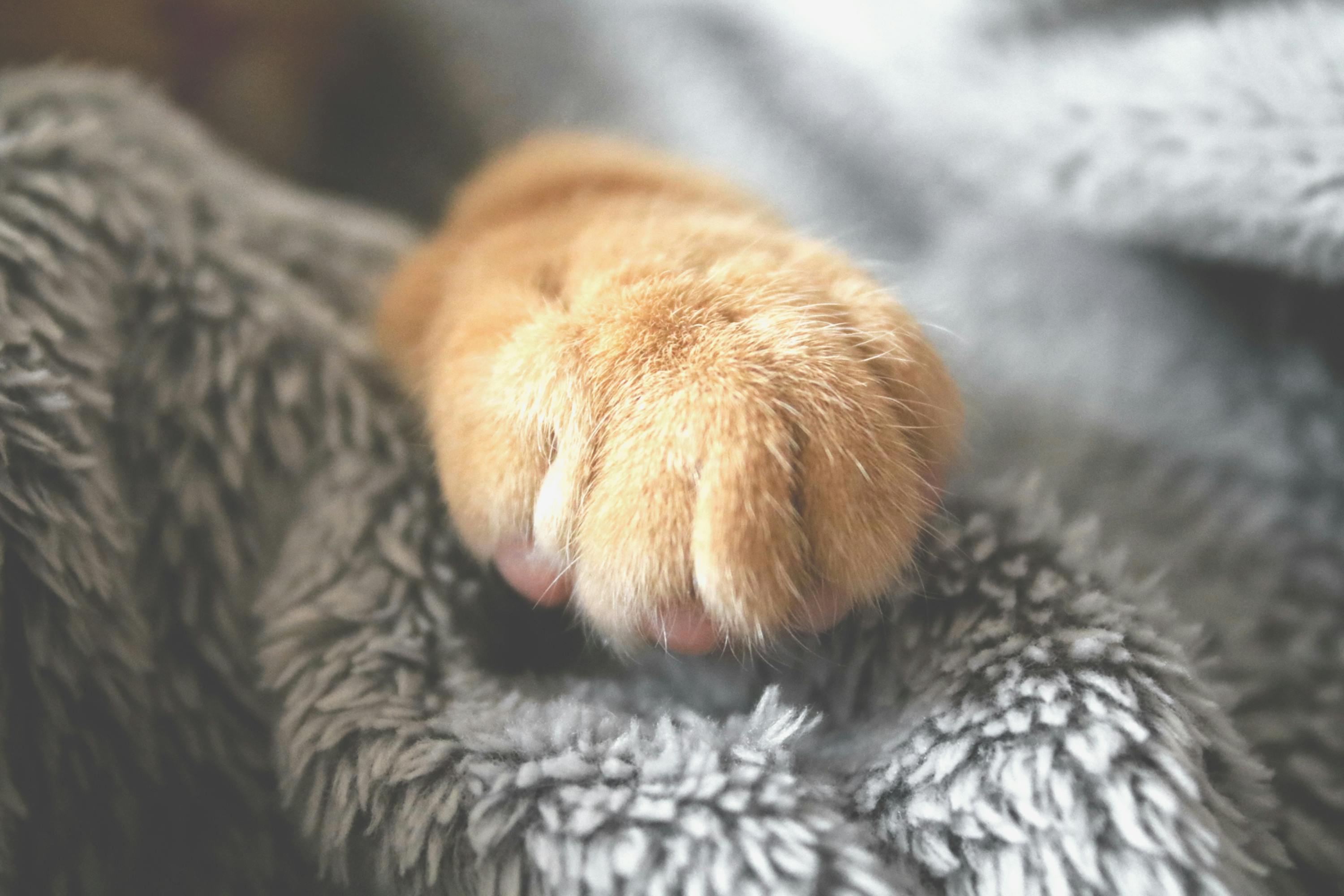 patte