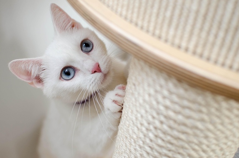 chat blanc