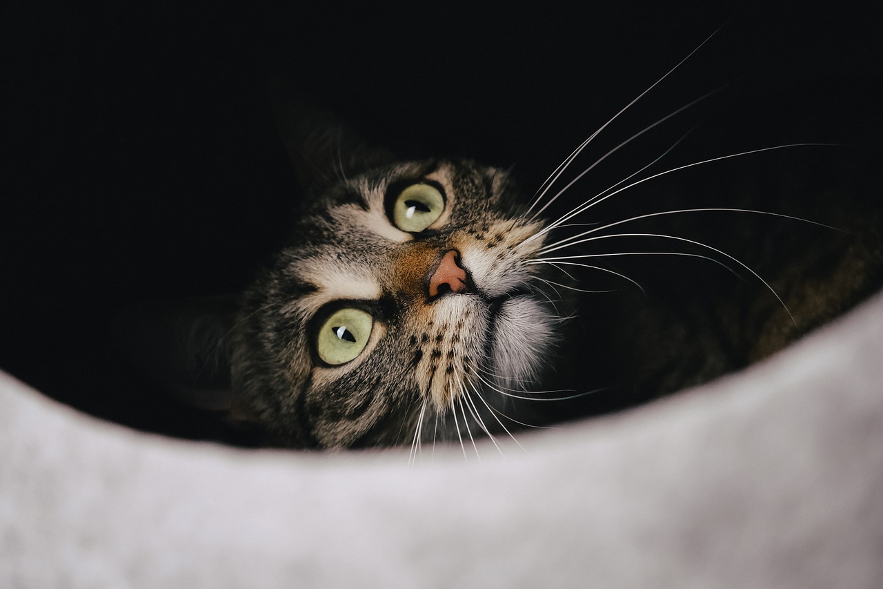 tabby