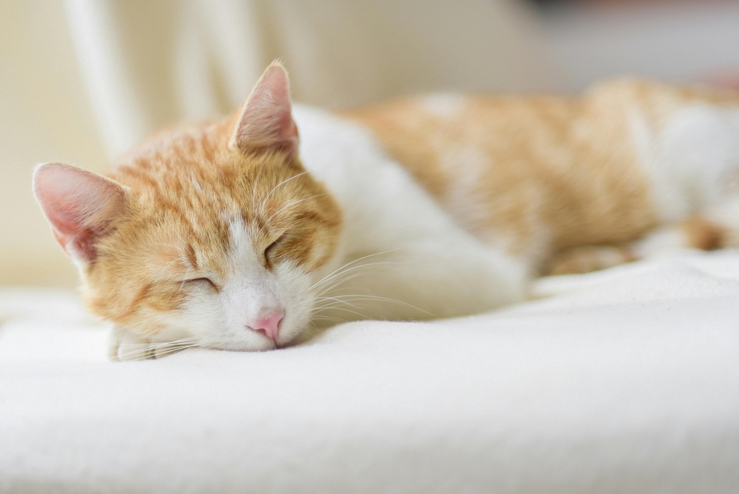 chat roux
