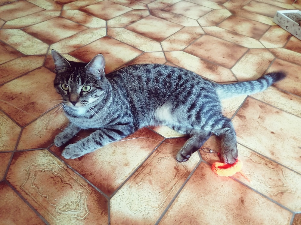 Ugo